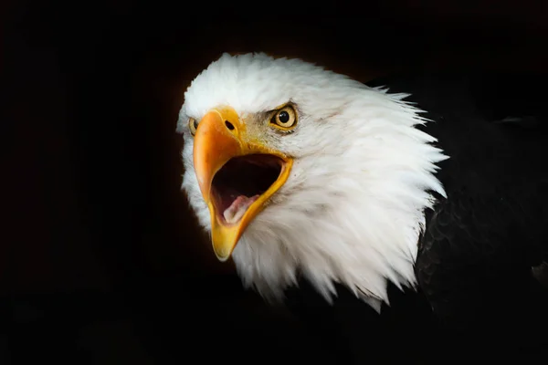 Лысый Орел Чёрных Обоях Национальная Американская Хищная Птица Портрет Белохвостого — стоковое фото