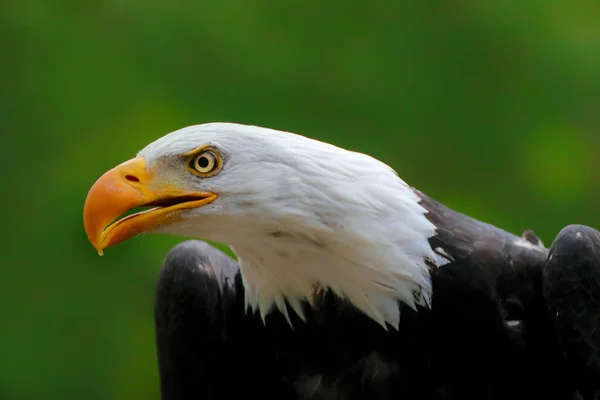 Bald Eagle Grön Tapet Nationella Amerikanska Rov Fågel Porträtt Havsörn — Stockfoto