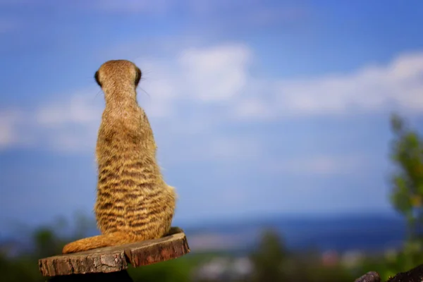 Suricata Steht Auf Einer Wache Neugieriges Erdmännchen Suricata Suricatta — Stockfoto