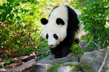 Panda dev yürüyüş. En yüksek düzeyde koruma uluslararası ticaret anlaşmasının koruma, tehlike altındaki türler, hayvanlar ve bitkiler (CITES) ayarlanır. Panda dev doğada yürüyüş