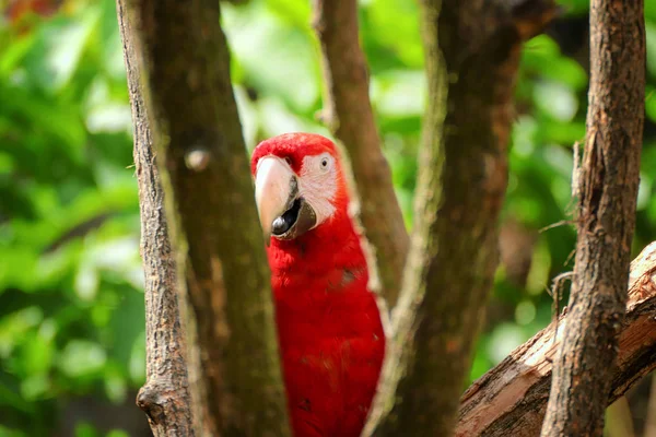 Red Blue Yellow Ara Parrot Outdoor Beautiful Cute Funny Bird — Stock Photo, Image