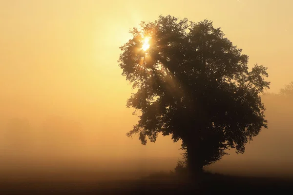 Promień Słońca Rano Koronach Opuszczony Drzewa Mgły — Zdjęcie stockowe