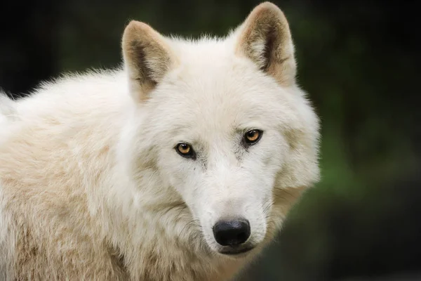 Wolf Slapen Natuur Artic Wolf Modder Roofdier Heeft Rest — Stockfoto