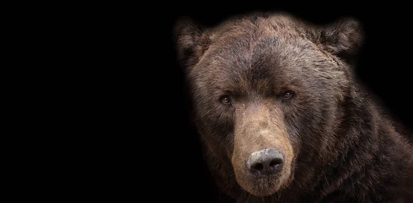 熊棕色在黑色背景 来自阶级的动物 森林里的大棕熊大自然中的猎物野兽 — 图库照片