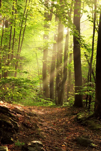 Penetrating Beam Morning Light Forest Path Royalty Free Stock Photos