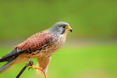 Falco serçe (Falco sparverius) Amerika kıtası tek temsilcisidir. Kuzey Amerika, en yaygın Falco temsilcisidir. Amerikan kerkenezi veya serçe-şahin Falco sparverius, kuş Dünya'dan fotoğraf.