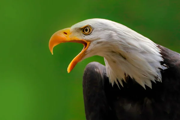 緑の壁紙の白頭ワシ 国立アメリカ獲物の鳥 肖像画オジロワシ オープンくちばしを持つアメリカン イーグル — ストック写真