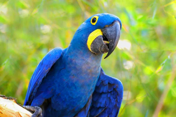 Büyük mavi papağan Ara Sümbül Amerika papağanı, Anodorhynchus hyacinthinus, Kral yeşil Amazon yeşil zemin üzerine mavi. Hayvan dünya fotoğraf. Yeşil zemin üzerine papağan Ara Sümbül Amerika papağanı.