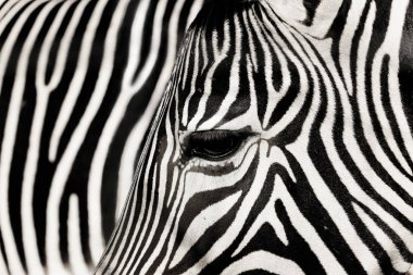 Ayrıntı zebra diğer zebra arka plan ile. Hayvan dünya fotoğraf. Zebra siyah-beyaz fotoğrafları.
