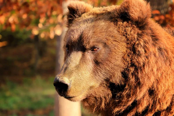 森の中でクマの肖像画 茶色のクマの頭 クマの世界 人気のある雑食動物 動物の世界の写真 クマのポスター — ストック写真