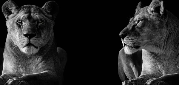 Two Lioness Deserted One Looking Ahead Other Looking Other Photo — Stock Photo, Image