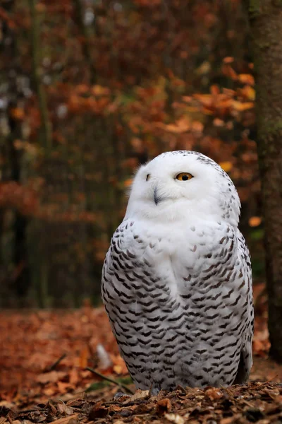 Snowy Owl Sitter Marken Skog Höstfärger Foto Den Djura Världen — Stockfoto
