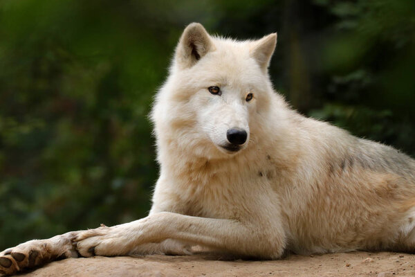 Profile of an artistic wolf in nature. White Wolf. Photo of the animal world. Arctic wolf in nature.
