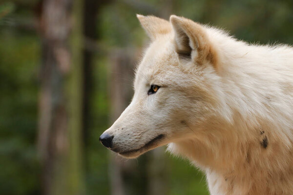 Profile of an artistic wolf in nature. White Wolf. Photo of the animal world. Arctic wolf in nature