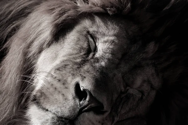 Lion Portrait Couleur Noir Blanc Face Lion Sommeil Lion Photographies — Photo