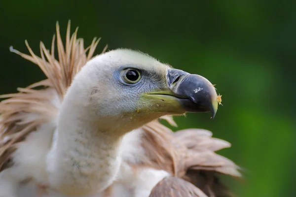 捕われの身に住んでいるグリフォンのハゲタカの肖像画 自然の中の鳥 動物の世界の写真 緑の背景の詳細顔ハゲタカ — ストック写真