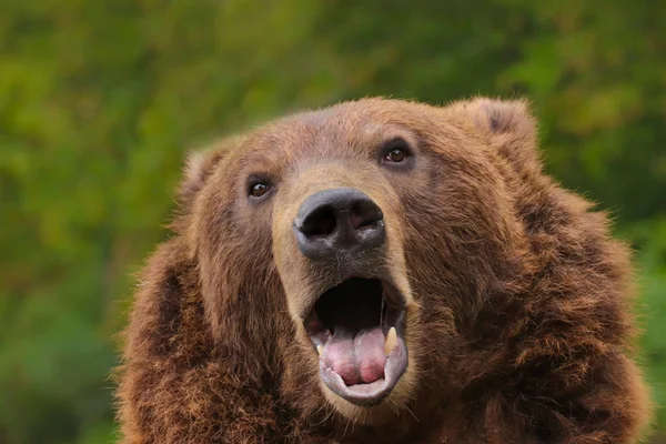 緑の自然のヒョウ 危険な捕食者の捕われの身に住んでいます — ストック写真