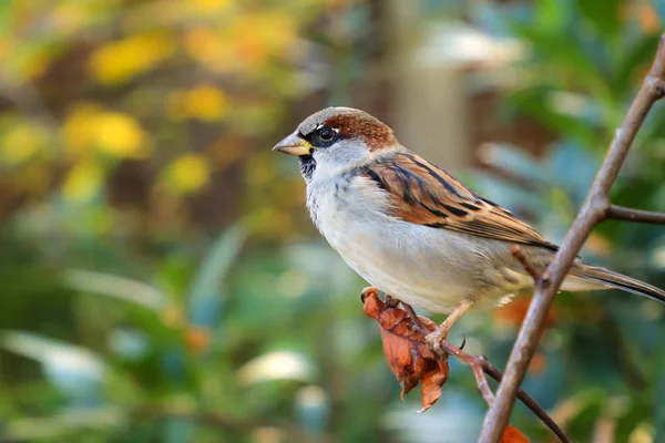 House serçe erkek güdük üzerinde poz basit. Ev serçesi (Passer domesticus) bir dalda oturur. Songbird doğa ortamlarında