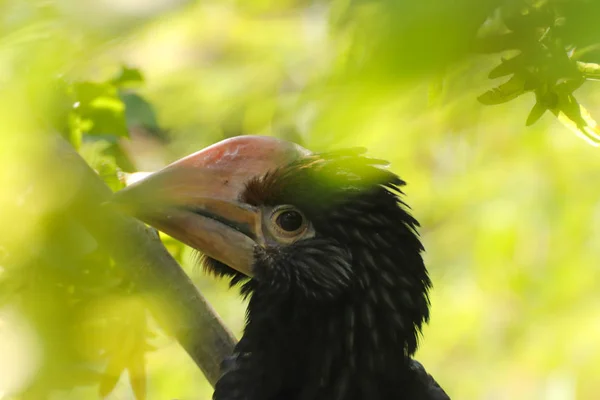 木の上請求ペリカン スポット 動物の世界からの写真 このペリカンは アジアに住んでいます 緑の木の鳥 — ストック写真