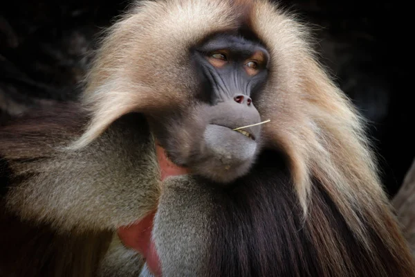 Maschio Gelada Babbuino Seduto Guardare Gelada Babbuini Movimento Foto Dal — Foto Stock