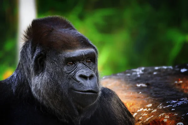 Mooi Portret Van Een Gorilla Mannelijke Gorilla Zwarte Achtergrond Ernstige — Stockfoto