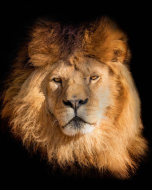 Portre aslan siyah. Ayrıntı yüz aslan. Hight kalite portre aslan.