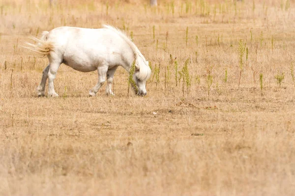 牧草地に小さな白いポニー 動物の世界からの肖像 — ストック写真