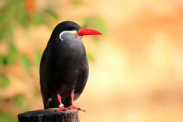 Poster inca tern - sea bird — Stock Photo, Image