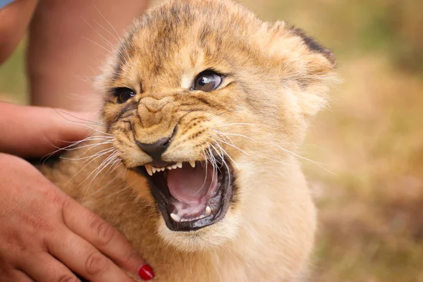 열려있는 입으로 손에 아기 사자 — 스톡 사진