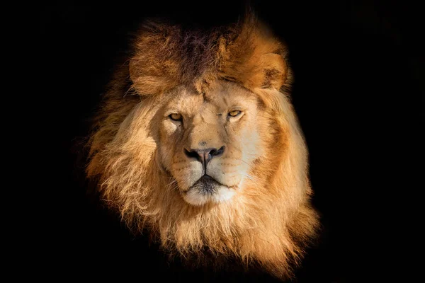 Face leão no fundo preto — Fotografia de Stock