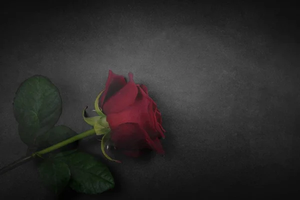 Czerwona róża z czarno-biały połysk — Zdjęcie stockowe
