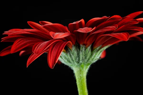 红色雏菊在绽放在黑色背景 — 图库照片
