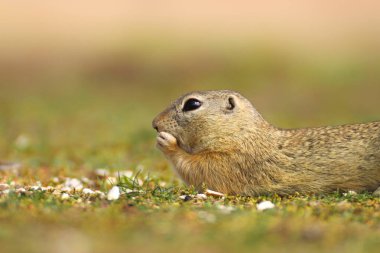 Avrupa zemin sincap, Spermophilus citellus, Bahar sırasında yeşil çim oturan