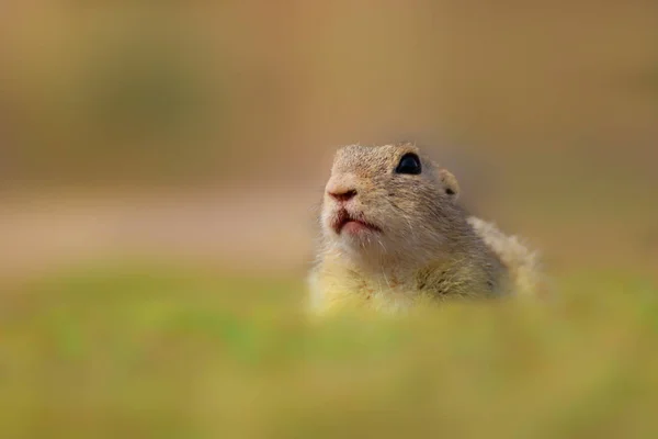 ヨーロッパの地上のリス、Spermophilus citellus、春の間に緑の芝生に座っている — ストック写真