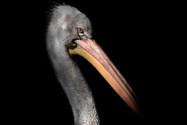 Young grey pelican on black background — Stock Photo, Image