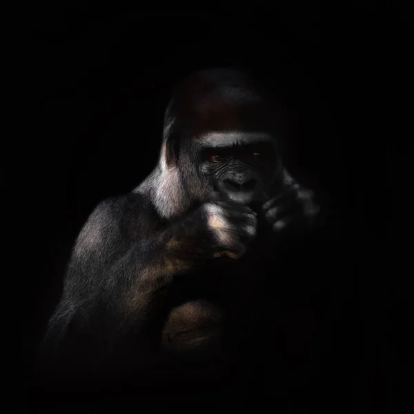 Gorilla op de zwarte achtergrond — Stockfoto