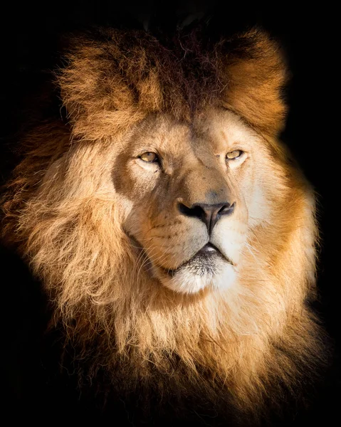 Портрет льва на черном — стоковое фото