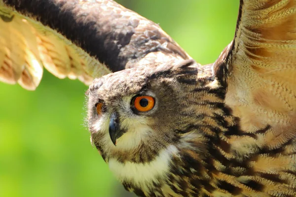 Detail face owl with open wings — Stock Photo, Image