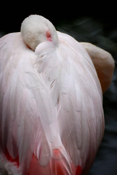 Flamingo do sono — Fotografia de Stock