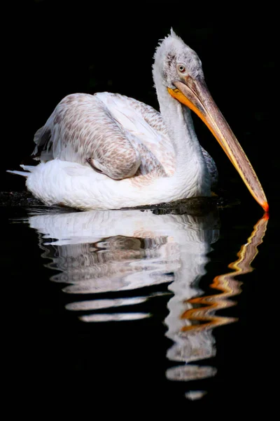 Dalmatian pelican in black on the water — Stock Photo, Image