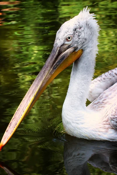 Pelicano dálmata (Pelecanus crispus) na água — Fotografia de Stock