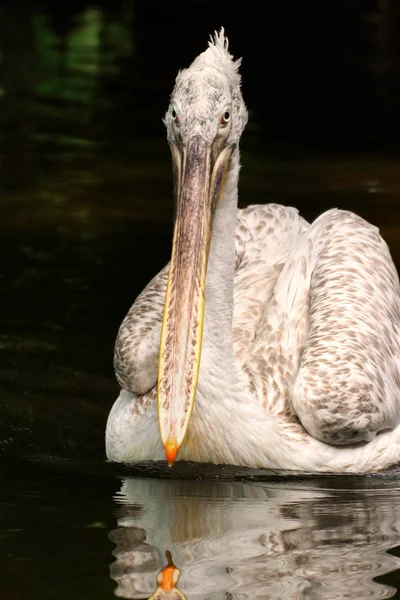 Dalmatian pelican (Pelecanus crispus) on the water — Stock Photo, Image