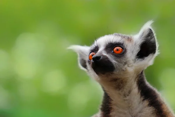 Kleine populaire aap-Lemur — Stockfoto