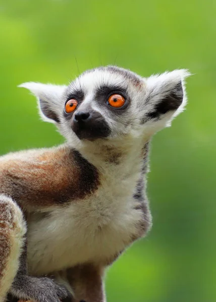 Baby ring staart Lemur op groene achtergrond — Stockfoto