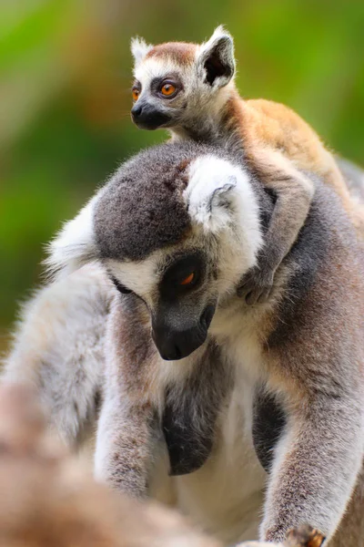 Lémur adulto con lémur bebé — Foto de Stock