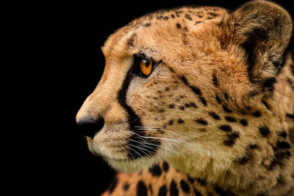 Detalj Cheetah på svart bakgrund — Stockfoto