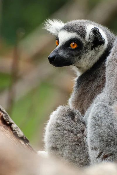 Portrait monkey lemur — Stock Photo, Image