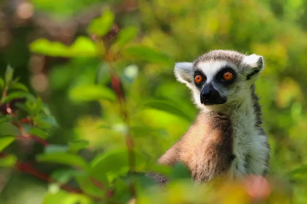 Lemur está sentado en la hierba — Foto de Stock