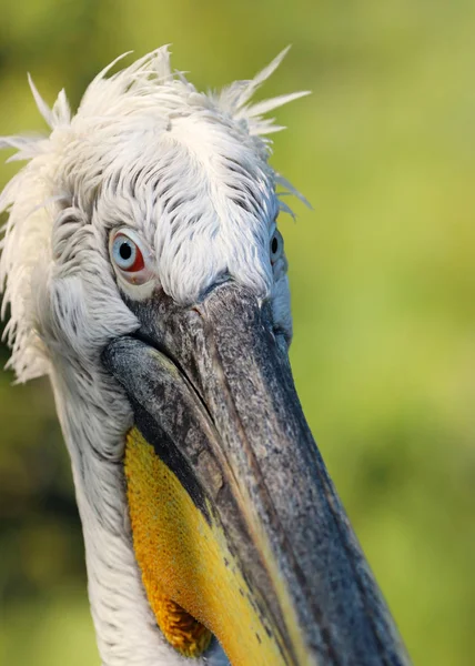 Pelikanvogel in der Natur — Stockfoto