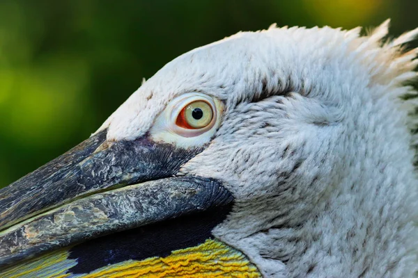 Detail face pelican — Stock Photo, Image